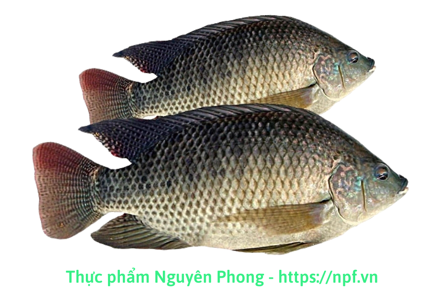 Cá rô phi Cá rô phi