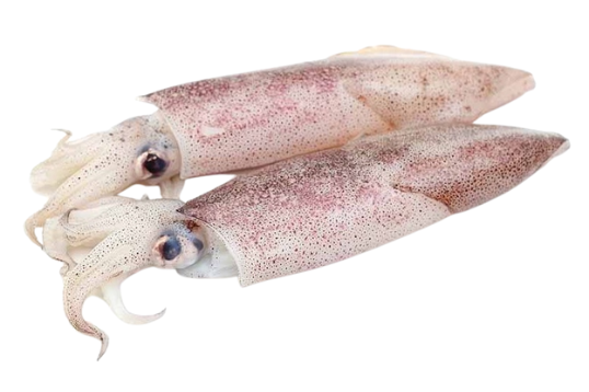 Mực ống Mực ống