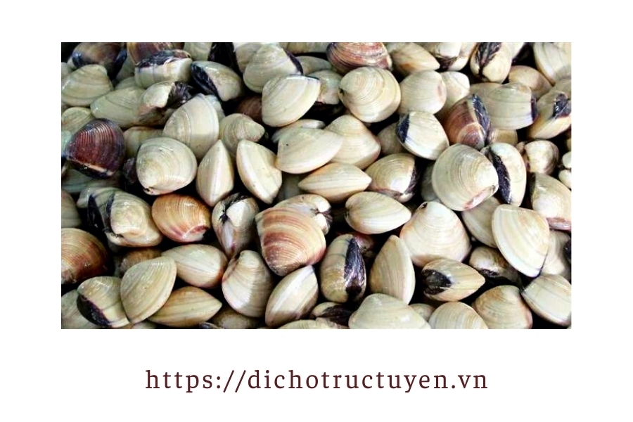 Ngao trắng Ngao trắng