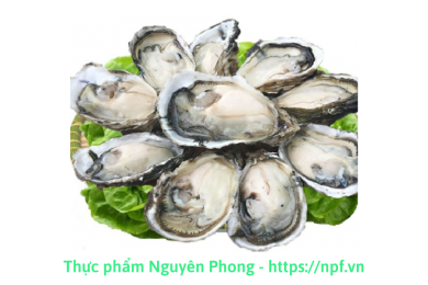 Hàu sữa
